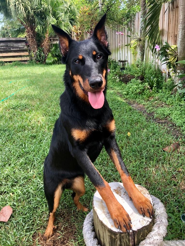 Adora, Alexis Ohanian's dog